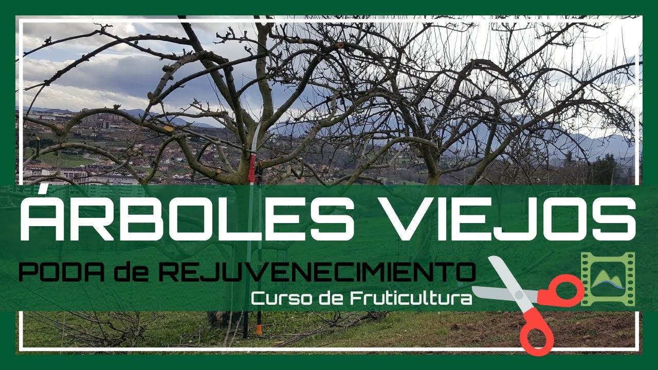 Cómo PODAR árboles GRANDES ✂🌳 VIEJOS y ALTOS [Capítulo 39] Curso básico de Jardinería 2020 | LdN