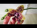 СЕРПЕНТАРИЙ ОЖИВИЛСЯ 😀😂❤️❣️💥#phalaenopsis #ORHIDS #ORJIDEA#FLOR