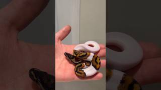 Did you notice the 🫶🏻 pattern on this beauty? #ballpython #piebald #reptiles #ballpythonbreeder