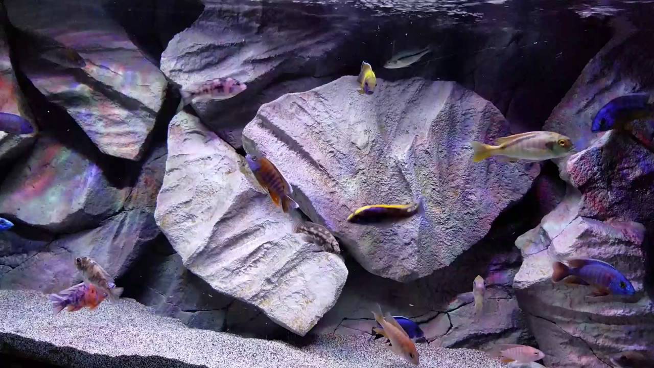How To Get Your African Cichlid To Grow Extremely Fast Galaxy Note 7 Youtube