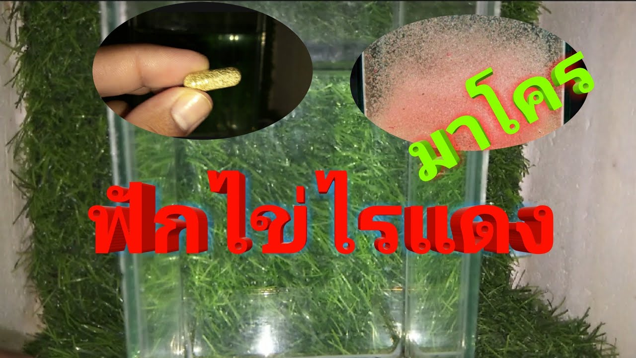 ฟักไข่ไรแดง(มาโคร)ไว้ขยายพันธุ์ต่อ