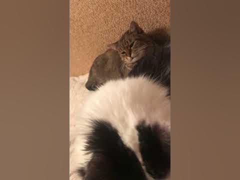 - іноді важливіший задній план на відео…він зайнятий своім і вона ...