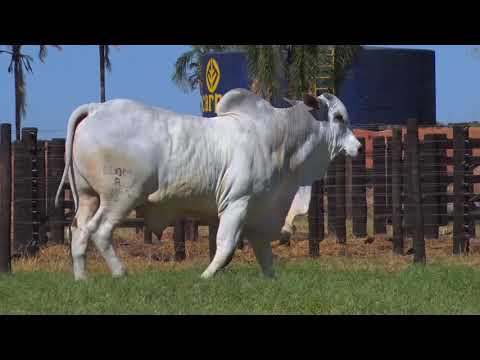 LOTE 36 | 41º MEGA LEILÃO ANUAL CARPA - TOUROS