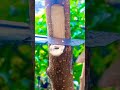 Amazing grafting technique🌳🌳#airlayering #ombur #grafting #bonsai #gardening #diy #craft