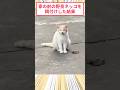 家の前の野良ネッコを餌付けした結果 #2ch動物スレ #猫動画 #猫のいる暮らし