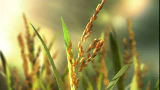 Bún Vifon - Bun Vifon Tvc