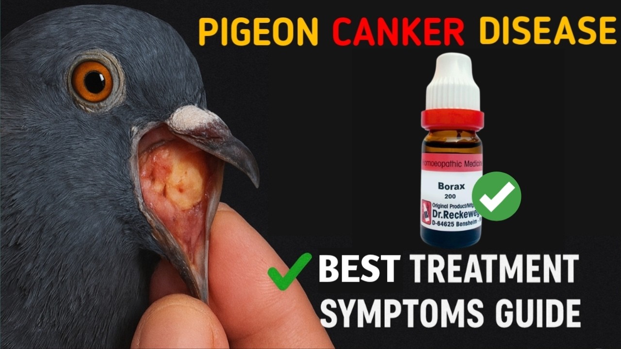 Canker in Pigeons 🕊️ | Symptoms, Treatment & Borax 200 Dosage