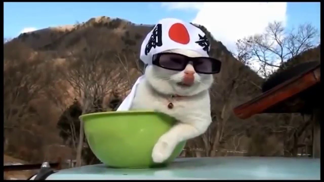 Смешные коты Подборка 1 YouTube