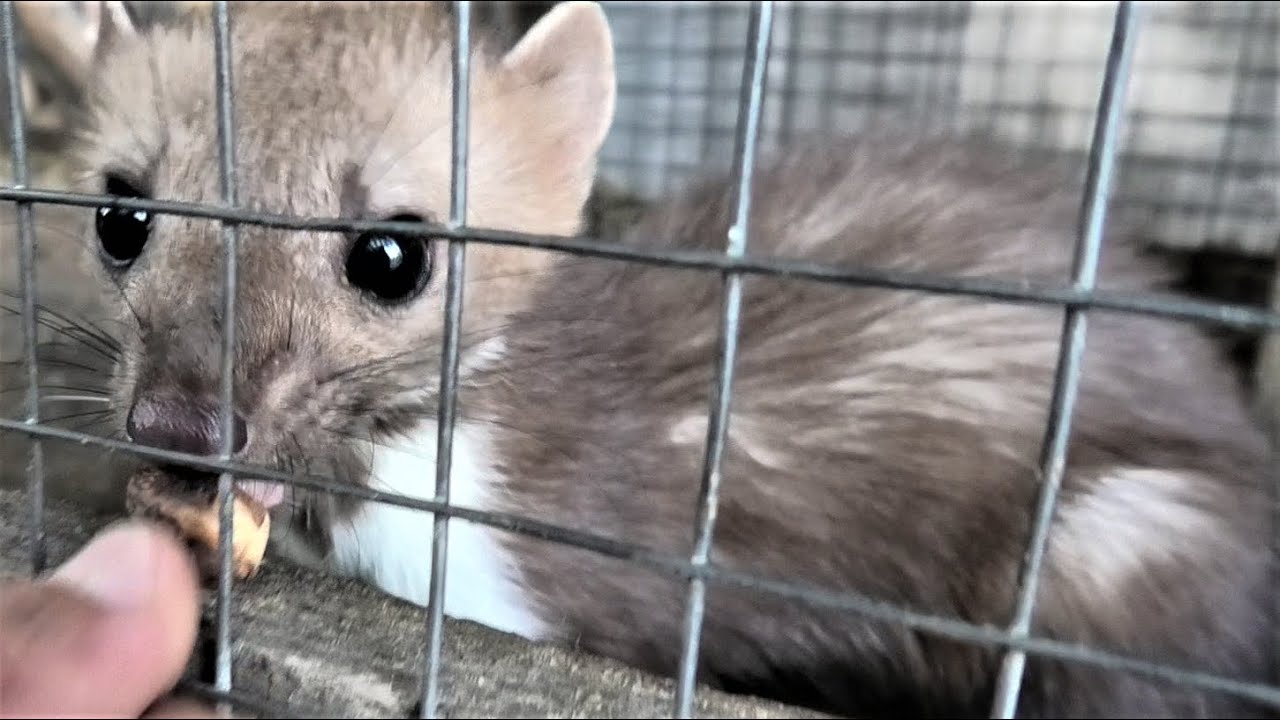 Куница - Белодушка тоже любит фундук! The Belodushka marten also loves hazelnuts!