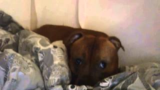 Staffordshire Bull Terrier Chatter