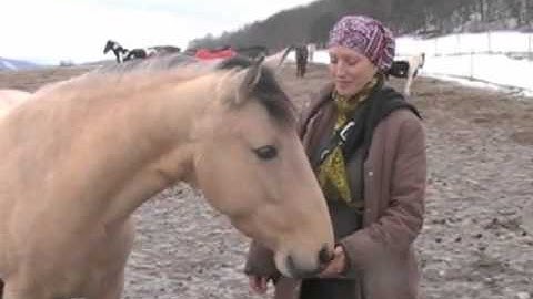 Natural Hosemanship Basics - 1 Introduction Basic rules - B&F Horsemanship