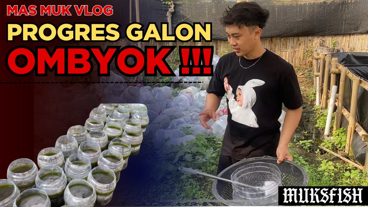 PROGRES GALON OMBYOK !!!