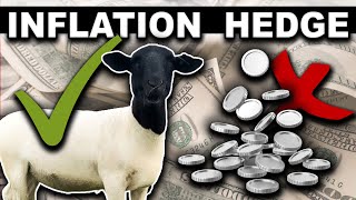 WHY I USED SHEEP (not silver) TO AVOID INFLATION // Investing 2023 Livestock Dorper Ranching Farming
