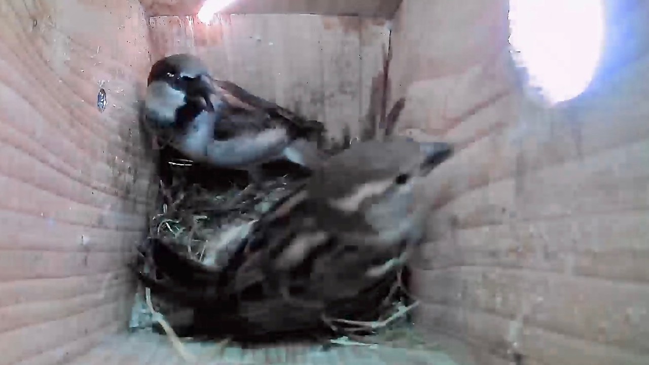 House Sparrow Nest Box activity March 4th