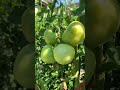 トマト🍅がたわわに実っております🙆🏼‍♀️🇯🇵