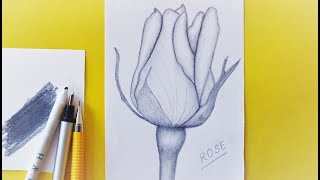 How to draw a realistic rose step by step with pencil for beginners