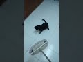 Epic Showdown Round 2: My Cat vs. Squeegee in a Cleaning Battle