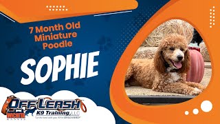 6 Mo Old Mini Poodle | Best Mini Poodle Dog Training | Off Leash K9 | Board & Train | Wichita