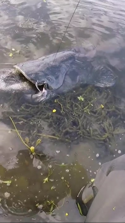 Шок! Сом ГИГАНТ съел сома! #fishing #топ5 #рыбалка #top #топ #top5 ...