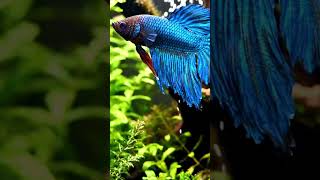 💙one of the beautiful fish #betafish #short #exoticfish