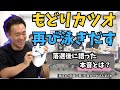 【落選の森】矢倉かつおまとめ｜もどりカツオ奮闘中！再起動と政治理念のすべて