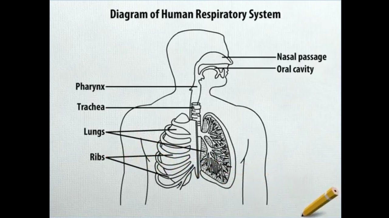 Medicine - Anatomy - Respiratory system. Drawing. News Photo - Getty Images