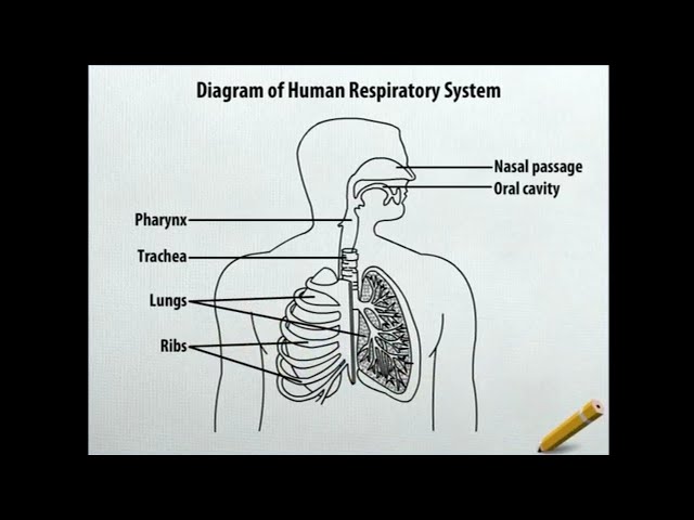 How does someone draw a labelled diagram of lungs? - Quora
