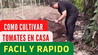 como hacer un cuĺtivo de tomates facil y rapido