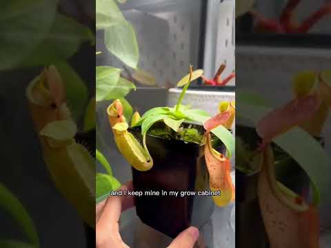 Video: Pitcher Plant Care - Odla olika typer av kannaväxter