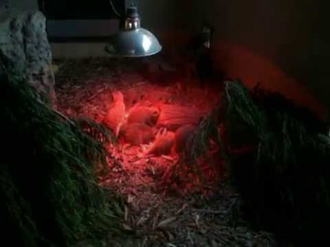 Meerkats At Blackpool Zoo