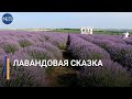 Лавандовая сказка. Где на севере Молдовы можно посетить цветочный луг