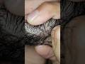 Slow Beard Scratching for Anxiety Relief | ASMR Therapy #beard #asmr #anxiety #relief #shorts
