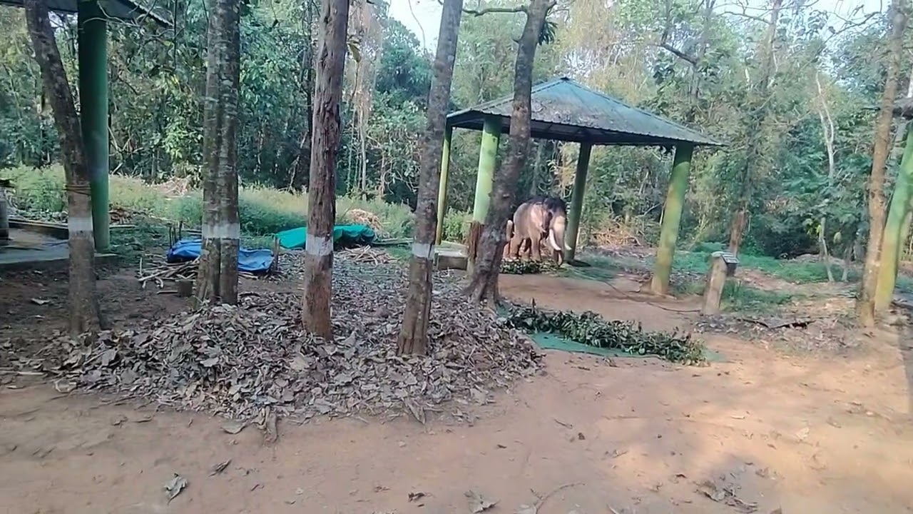 ആനയെ ഇഷ്ടപ്പെടുന്നവർ ഇതൊന്നു കണ്ടു നോക്കൂ കാപ്രിക്കോട്