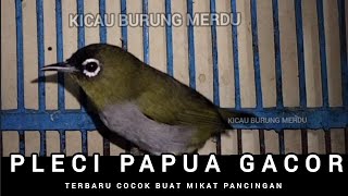 Download Lagu Pleci Papua Gacor Panggilan Ampuh terbukti, Pleci Black Capped MP3