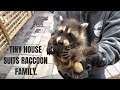 Tiny House Suits Raccoon Family