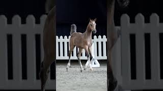 Dresscode Gold Design (Gold Garant x Woldhoeve's Bart) filly pony foal