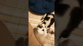 ［子猫］けりぐるみ時代のもんた