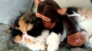 VIDEO0103.3gp
