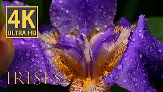Stunning Irises in 4K Macro Photography  Captivating Nature's Beauty