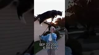 Grandmas Cat Goes on an Epic Adventure