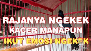 Kacer NEMBAK isian lovebird