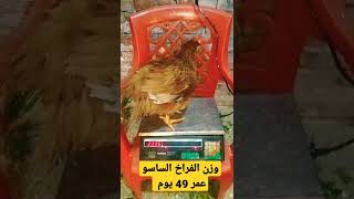 وزن الفراخ الساسو عمر 49 يوم