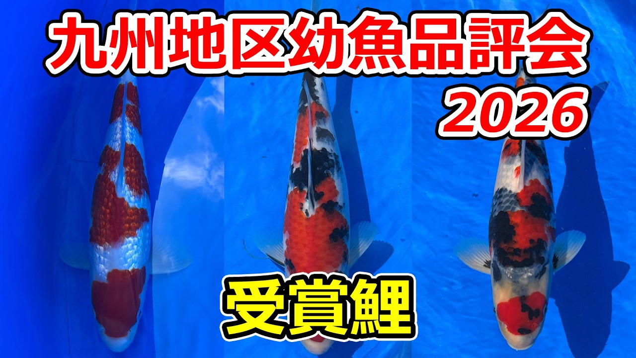 第七回九州地区品評会出展、鯉の焼き物　有田　全長約34センチ 受賞鯉】第4回九州地区幼魚品評会 2026年4月5日 - YouTube