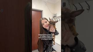 😍 #твикс #суперсобака #тойтерьер #любимаясобака