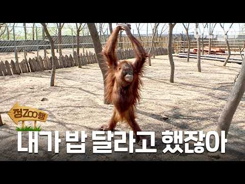 [Binge-ZOO] Attack of the Orangutan | EP.52 #AnimalFarm