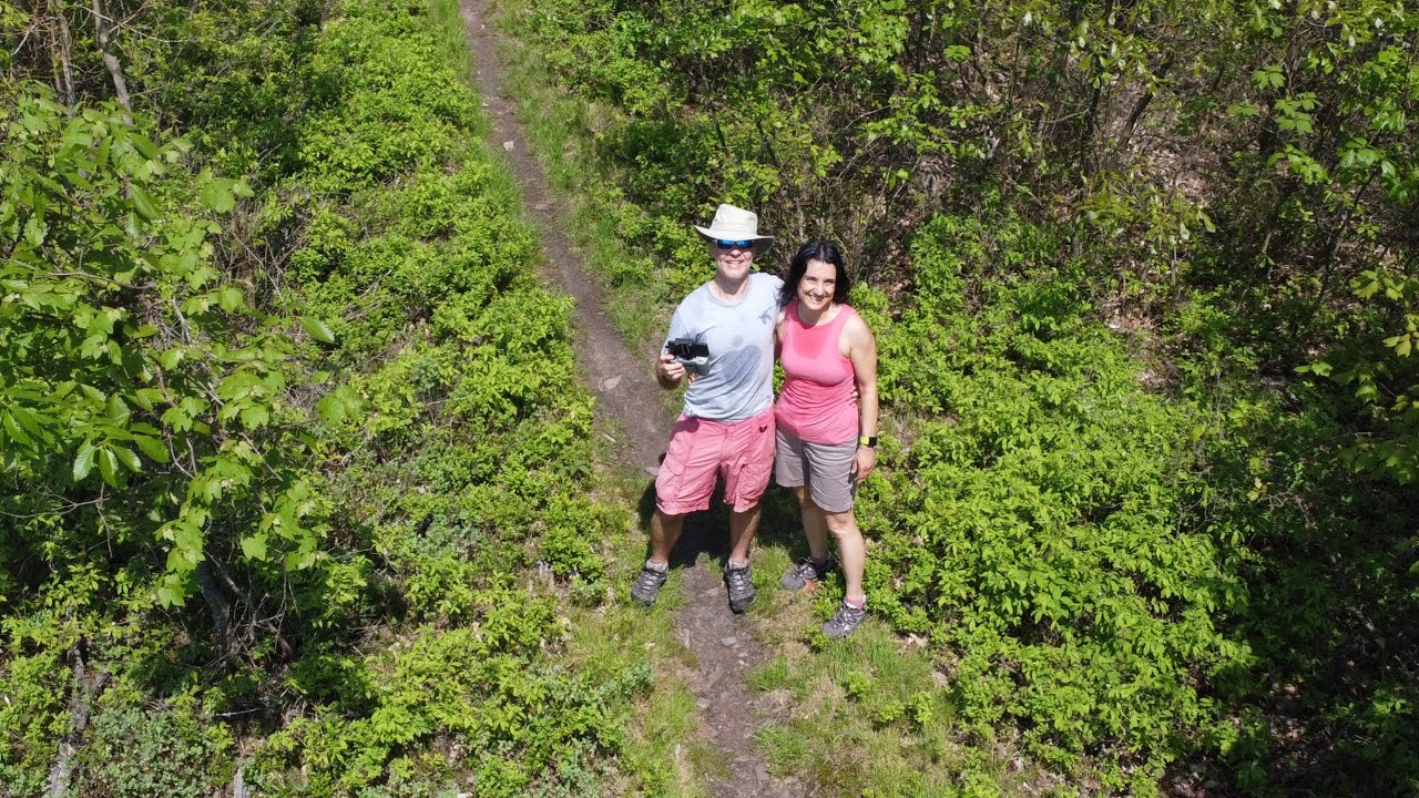 Forest revival following a fire - Pennsylvania