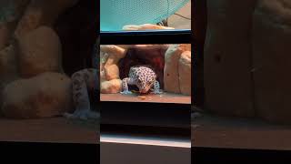 Just Myata Eating Meal Worms