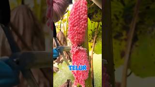 Telur Keong Mas Dan Proses Alaminya Yg Unik