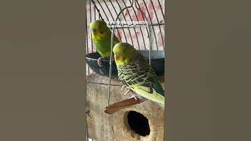 #سورة_البقرة #قرآن #المصحف #اكسبلور #العراق #مصر #السعودية #طيور #quran #explore #birds #budgies