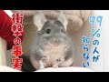 チンチラを飼っていない99％の人が知らない衝撃の事実 #Shorts